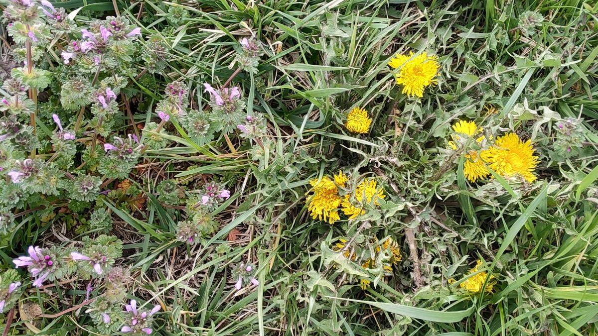 To keep dandelions and henbit from taking over your yard, it’s essential to ensure the grass “wins.” A healthy, thick lawn won’t allow room for weeds.