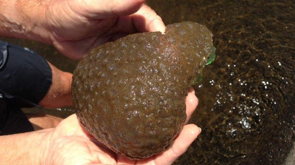 A freshwater bryozoan colony is seen in this photo from the U.S. Geological Survey. This species, called the “magnificent bryozoan,” is found throughout the eastern United States.