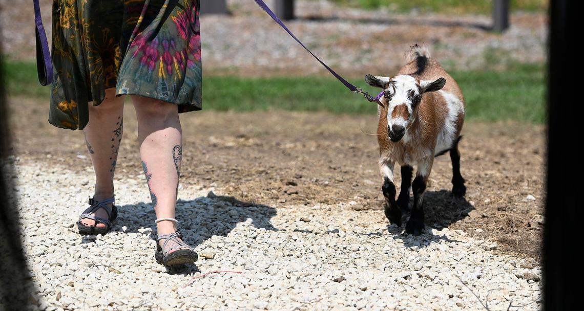 A woman brings a Nigerian dwarf goat out of the heat to be with her days-old kid Tuesday, July 27, 2021. Milk from the goats on the farm is used to make soap which, along with paintings and other crafts, are sold at Rehope Market and Cafe in Greenwood with the proceeds benefiting Restoration House of Greater Kansas City in Harrisonville. The faith-based organization offers long-term residential housing and services to help survivors of human trafficking process the trauma and rebuild their lives. The woman is a survivor of human trafficking and is one of the residents.
