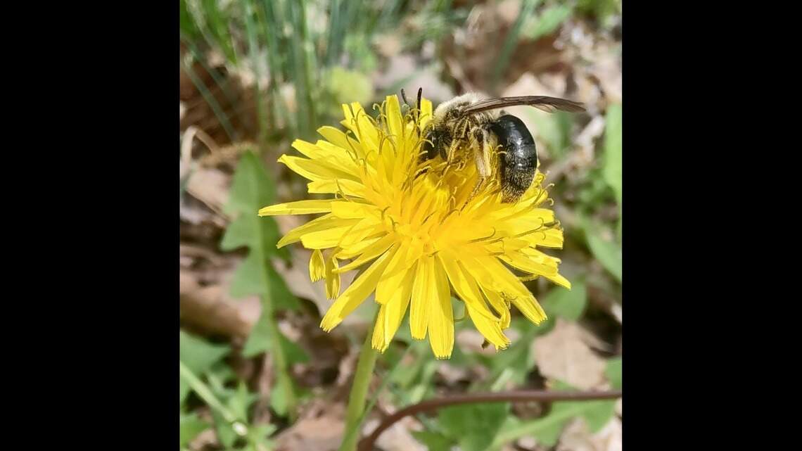 Say NIMBY to weeds? Take these steps to chase dandelions, henbit from your green lawn