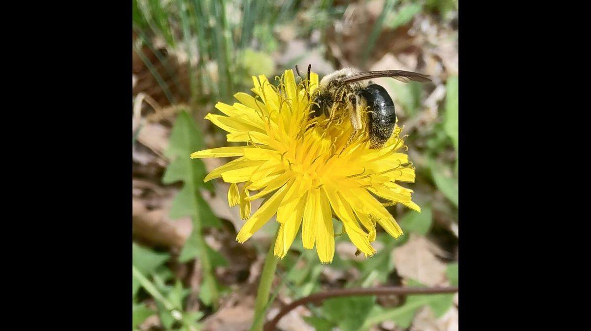 Though they might irritate you, keep in mind that dandelions play an important role in sustaining the tiny critters that keep our environment thriving.
