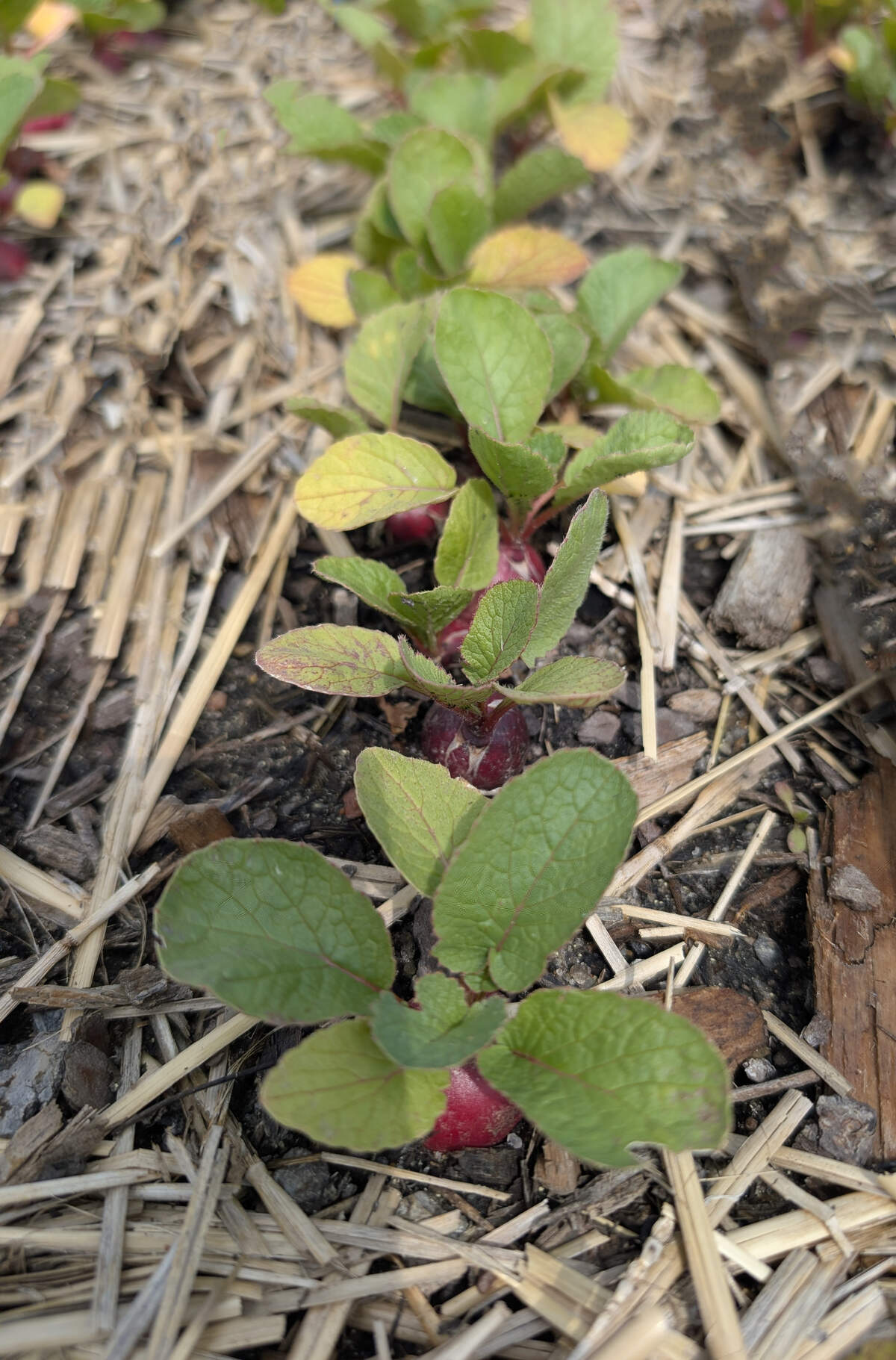 A row of cool-season radishes.