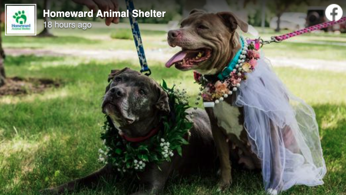 Pit bull terriers Fran and Earl got married in a ceremony planned by the Homeward Animal Shelter.