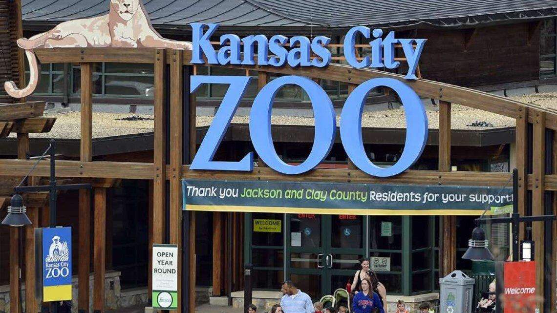 Kansas City Zoo: gorilla tests positive for COVID as zoo officials wait for vaccines