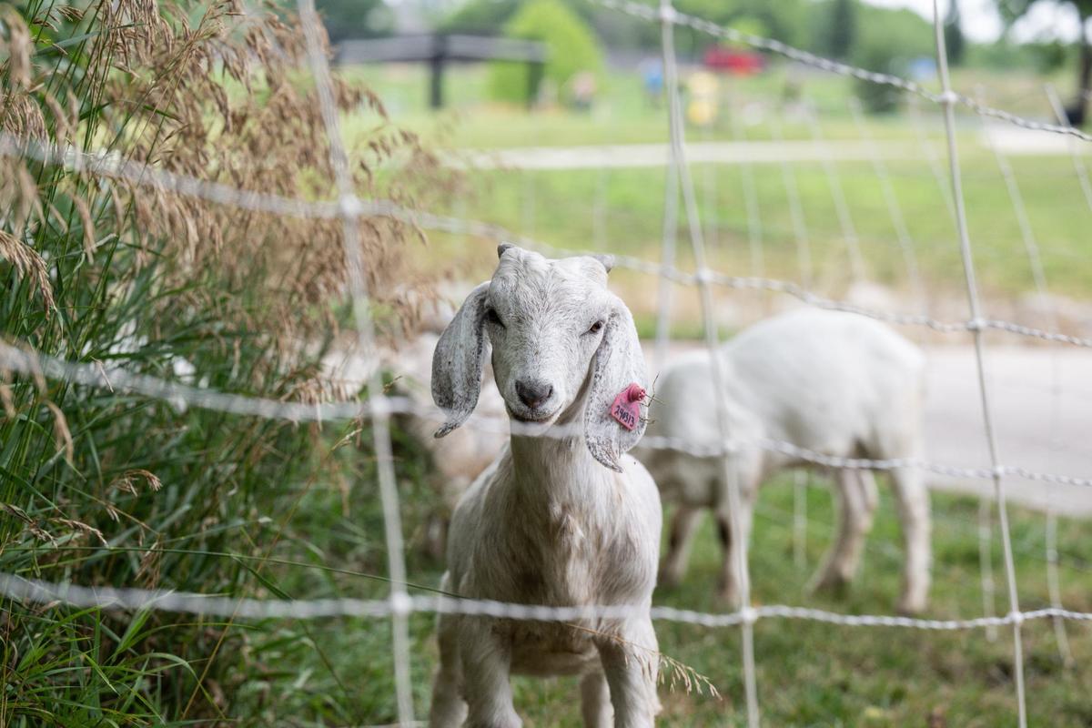 Baby goats graze on weeds and overgrowth at Sar-Ko-Par Trails Park in Lenexa.