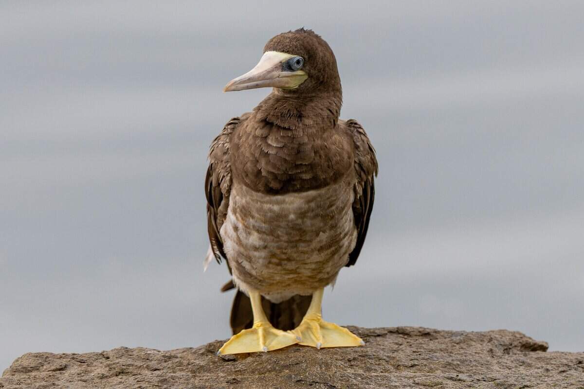 The Brown Booby bird stands at the edge of the Kauffman Foundation pond on Wednesday, June 17, 2026.
