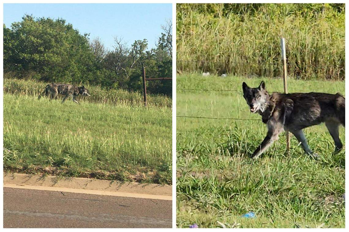 The missing pet wolf was spotted roaming in the grass near a daycare in Oklahoma City, Oklahoma, photos from police showed.