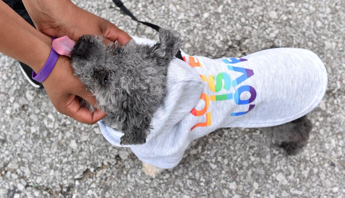 Jackson, a 10-year-old toy poodle, shows his pride at the first Pride on the Vine 2021 at the 18th and Vine Jazz District Saturday, June 26, 2021. Jackson gets some attention from his human, Lanesha Huggins of Kansas City, Kansas.