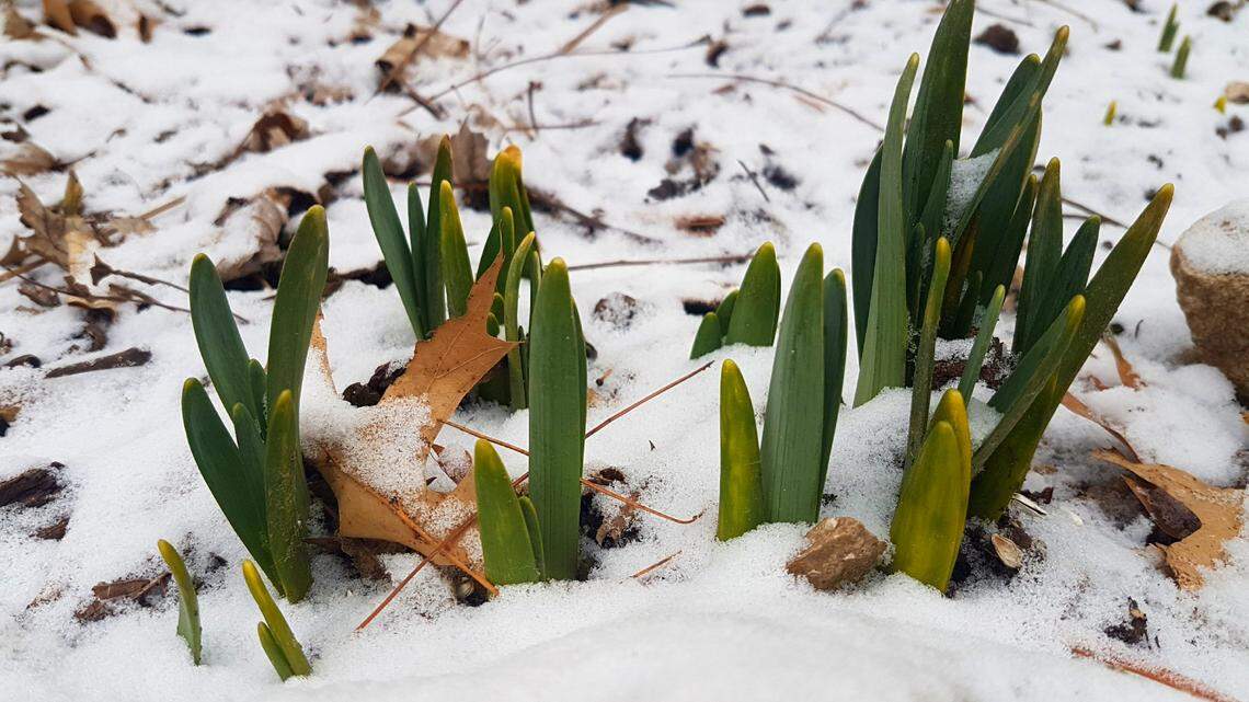 Don’t let this mild winter harm your spring bulbs, trees and shurbs