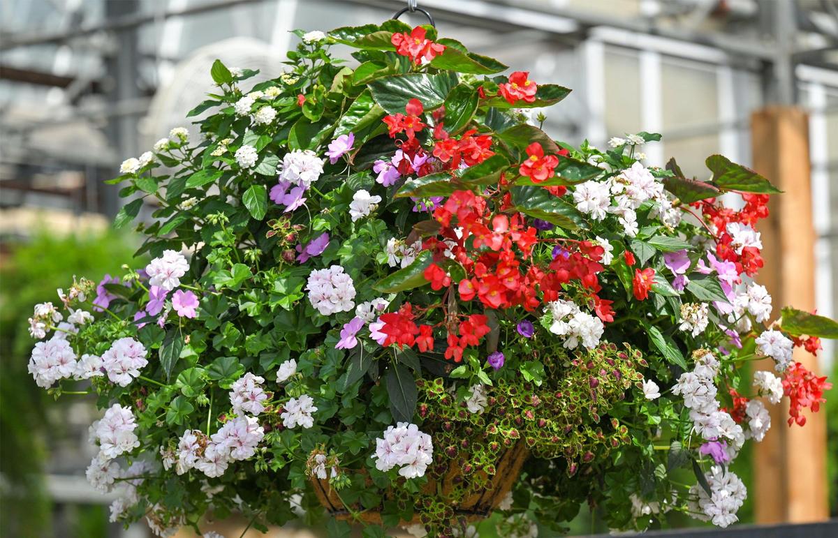 Jesse Nelson, store manager of Family Tree Nursery in Shawnee says hanging baskets of annuals will thrive with frequent deep watering, fertilizer and pest control.