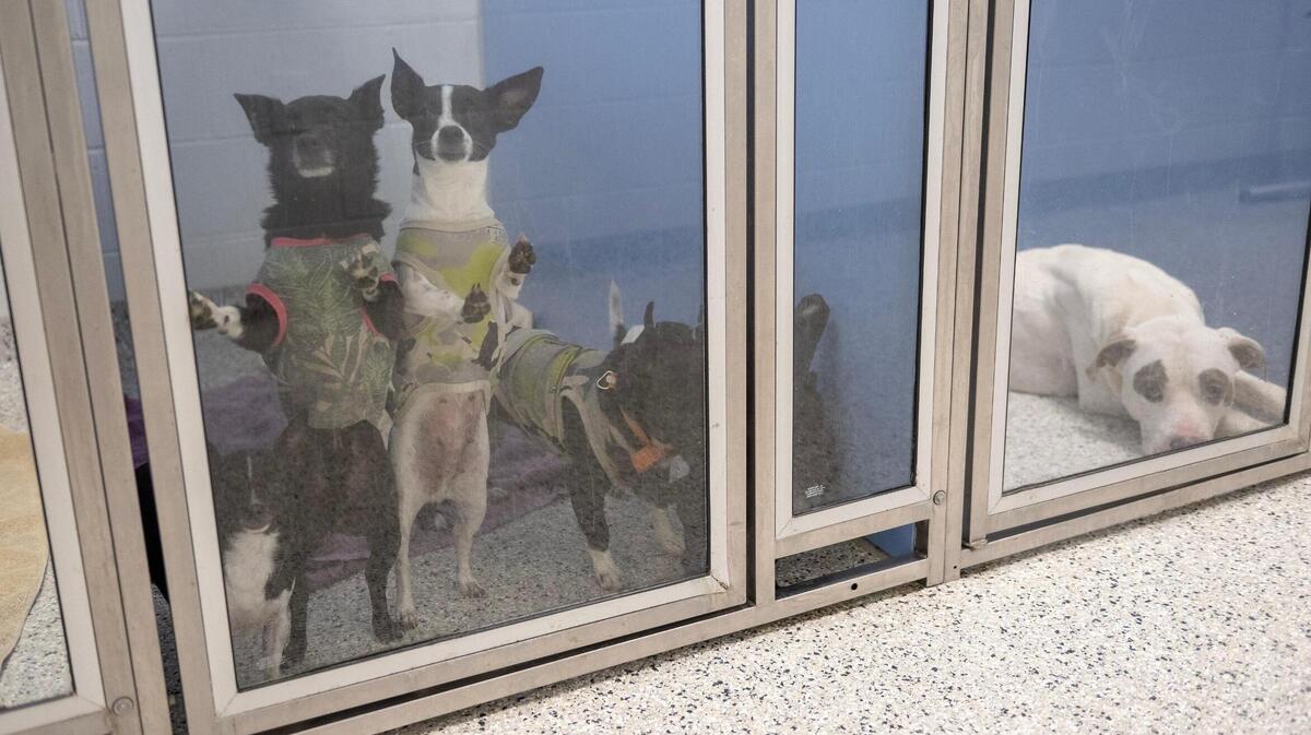 Kansas City Pet Project is waiving adoptions fees for dogs, hoping to fix their overcrowded shelter. A Facebook post from the nonprofit said they would have to make "heartbreaking decisions" if dogs aren't adopted soon. 