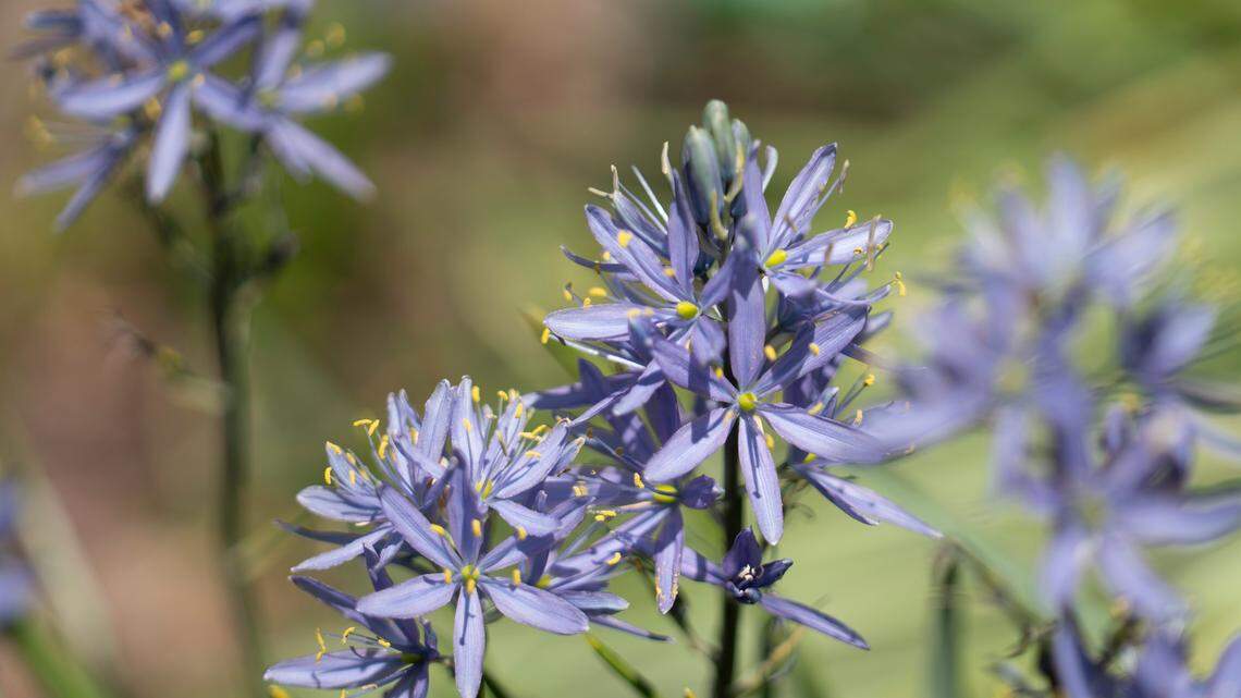Beautiful purple flowers.