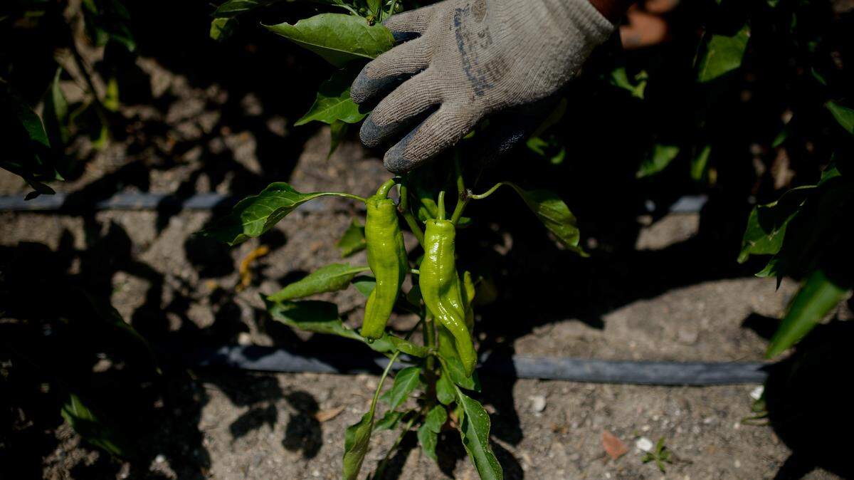 A gardender tends to his vegetables. AFP PHOTO / DANI POZO (Photo by DANI POZO / AFP) (Photo by DANI POZO/AFP via Getty Images)