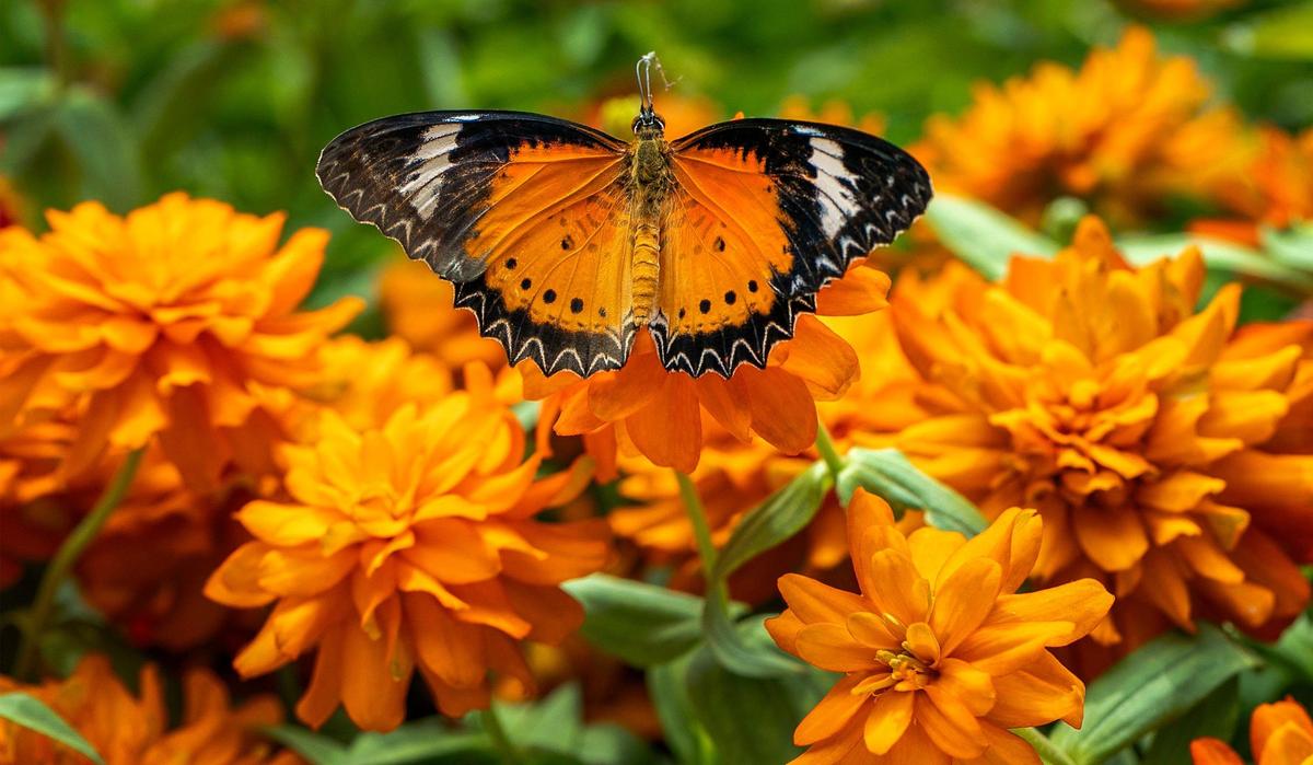 A leopard lacewing butterfly from Asia rested on a flower in the conservatory at Powell Gardens.
