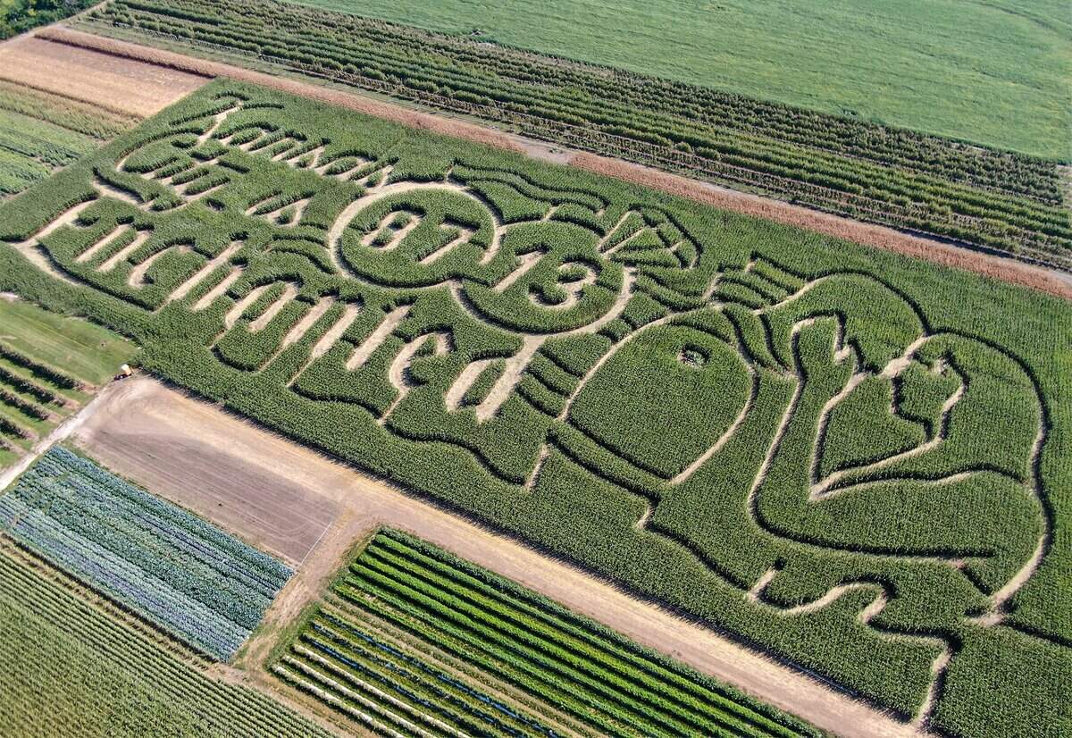 A new corn maze celebrating the love story of Chiefs tight Travis Kelce and pop superstar Taylor Swift has been carved by Precision Mazes into a 9-acre cornfield at Johnson Farms Plants and Pumpkins in Belton, Missouri.