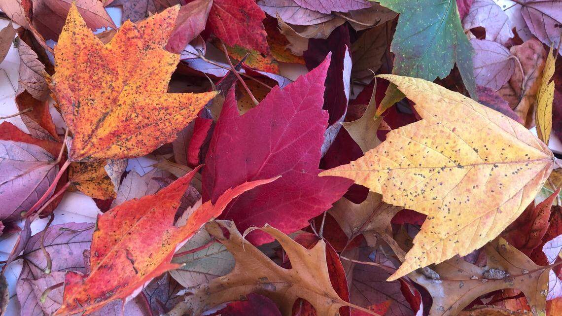Autumn request: Please allow those fallen leaves to help, not hurt, the planet
