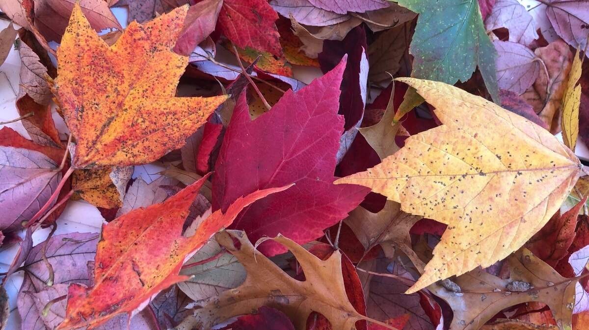 What’s so wrong about a carpet of colorful leaves? Not a thing. Before you bag them, consider mowing them (leaving a scattering of them is just fine) and letting them amend your soil.