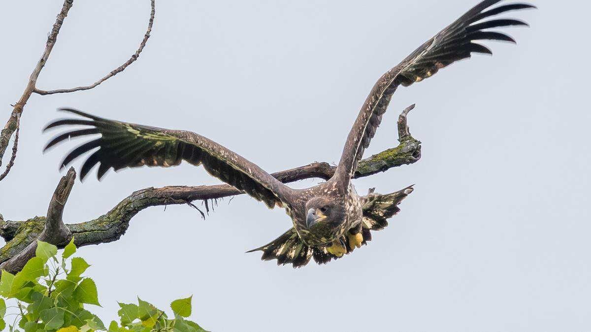 Star, a young bald eagle, was rescued by Ohio officials after falling out of her nest.