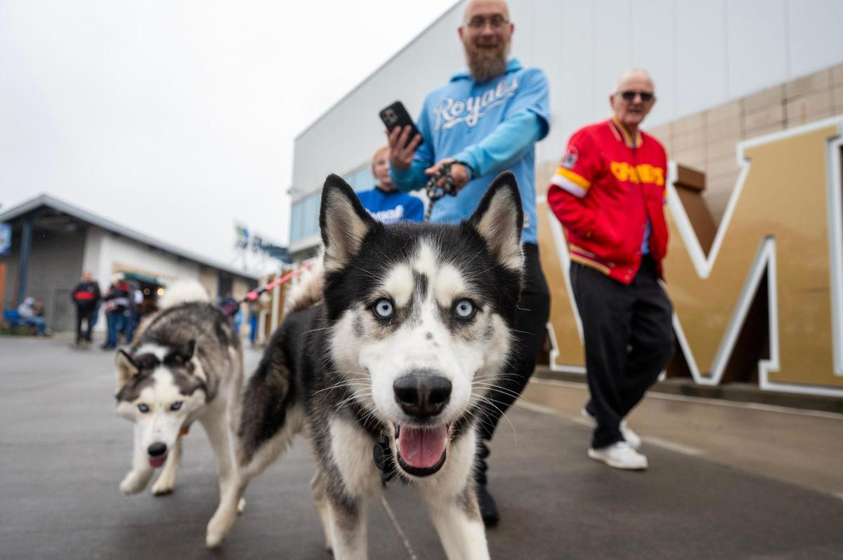 John Merilatt walks with his dogs, Panda and Royal, during Bark at the Park at an MLB game between the Kansas City Royals and the Baltimore Orioles on Friday, April 4, 2025, at Kauffman Stadium.
