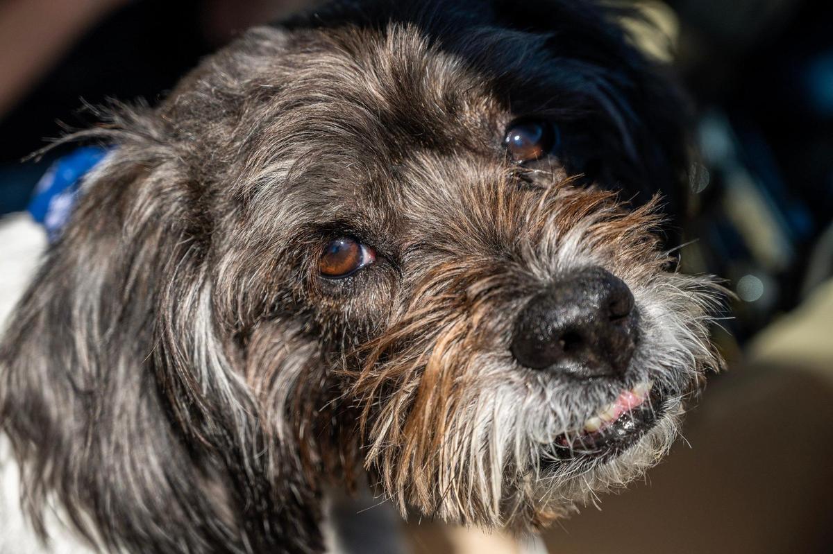 Owner Sammy DeBauche said Murphy’s overbite, gap teeth and “human-like eyes” are the cutest parts about him. Murphy won The Kansas City Star’s ‘Cutest Dog’ contest and seen at Anne Garney Park on Thursday, Oct. 17, 2024, in Kansas City.