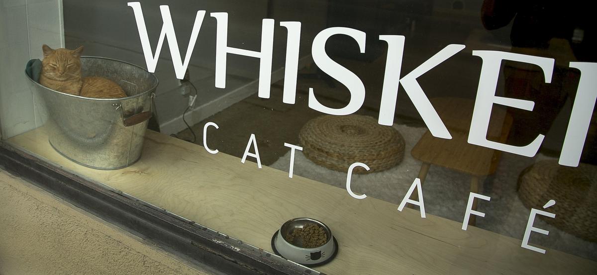 Whiskers Cat Cafe charges guests $10 for some coffee and an hour to spend with the kitties.
