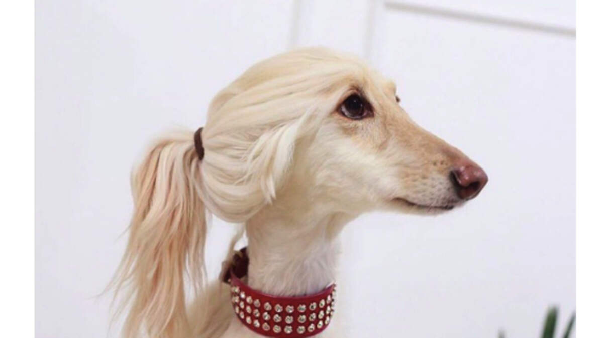 People on social media think this dog looks like Ivanka Trump, or vice versa.