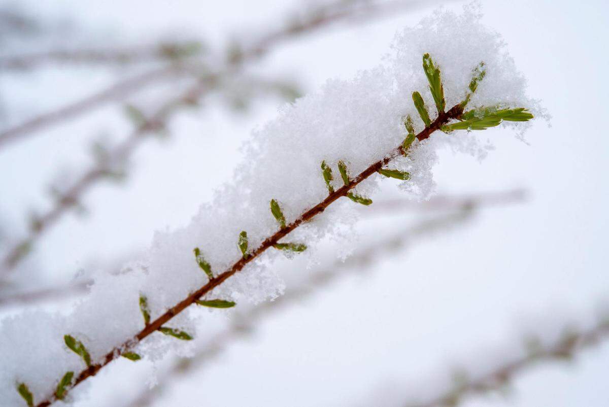 The buds of a bald cypress tree were blanketed in snow on Tuesday, April 20, 2021, as a snow storm with freezing temperatures moved through the Kansas City region.