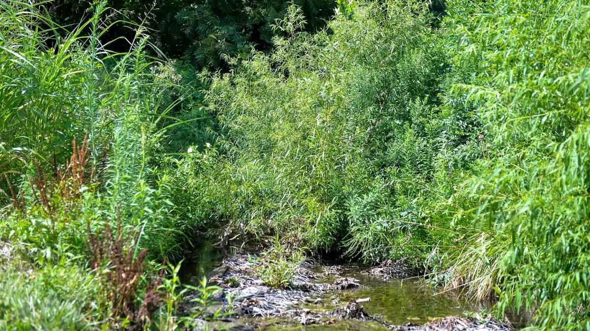 Cooper Creek makes a brief appearance at Cooper Creek Park, off Johnson Drive in Roeland Park.