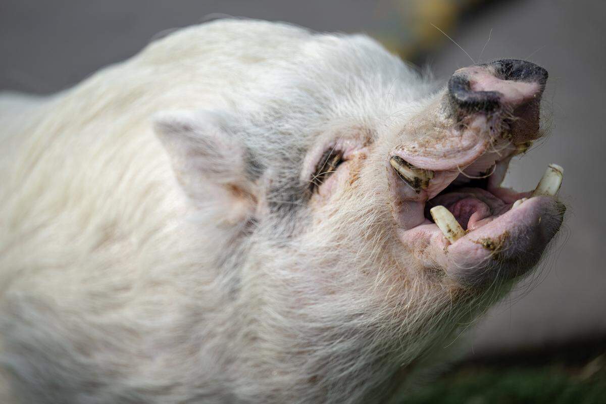 Walter, a special needs pig who was starved for the first six years of his life, waits for a treat from owner Emily McLeod at her home on Saturday, April 18, 2026, in Kansas City, Kansas. 