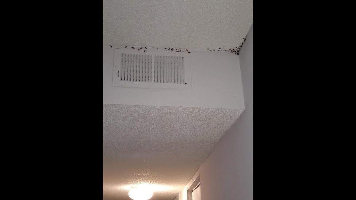 Aaliyah Ross said her apartment at Stonegate Meadows in Kansas City is infested with cockroaches that sometimes fall on her head.