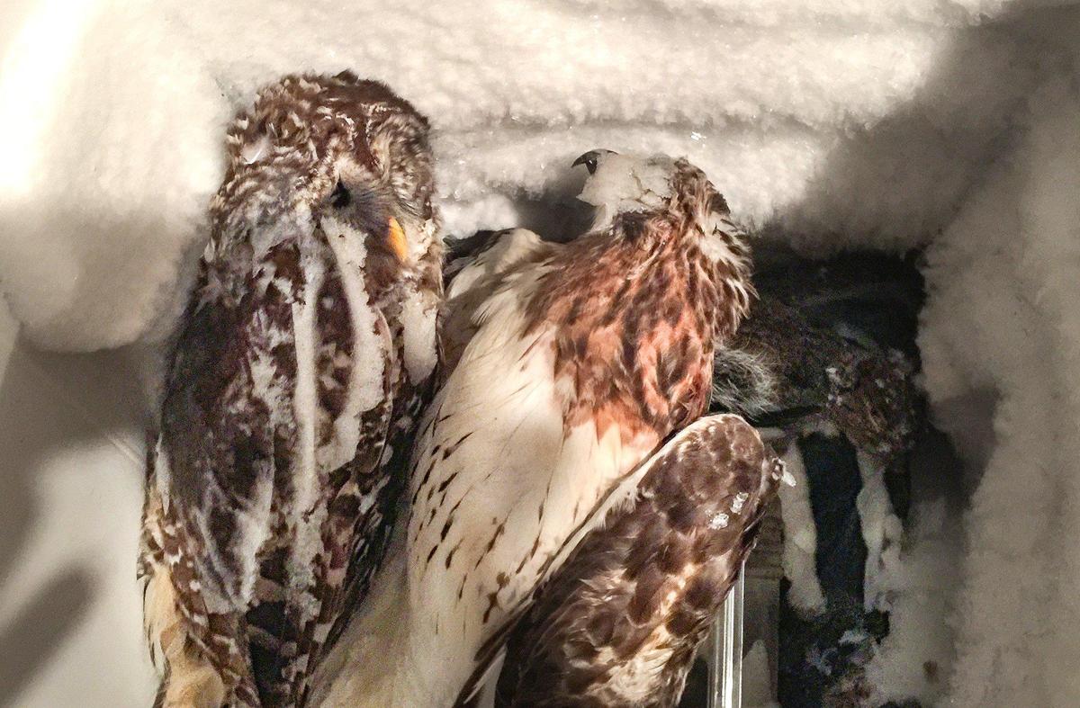 A freezer in Carol Dille’s home contained dead animals, including this owl and hawk.