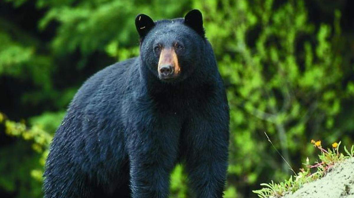 Hunting for black bears in Missouri was approved by the state’s conservation commission. The new hunting season will be open only to Missouri residents in the fall. Photo from Missouri Department of Conservation