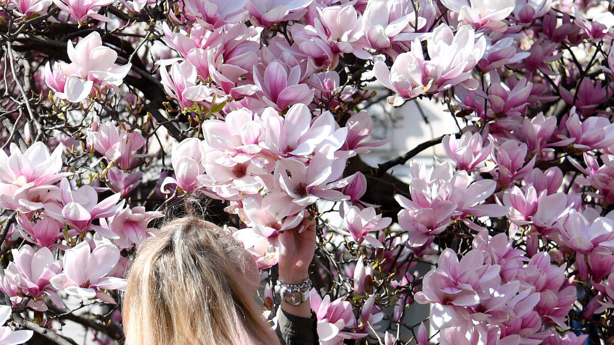 Scent and memory are tightly linked in the brain’s limbic system. Here’s why a single smell can unlock vivid memories, according to neuroscientists.