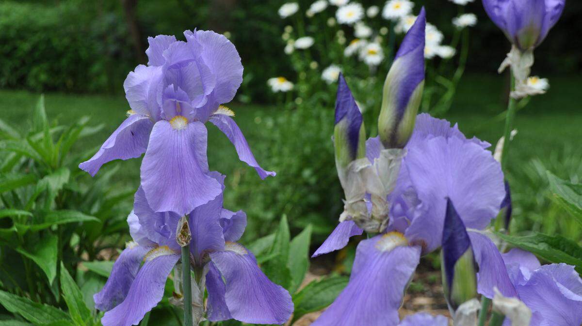 Iris plants delight us in the springtime. But now is the time to act to be sure next year’s blooms are resplendent.
