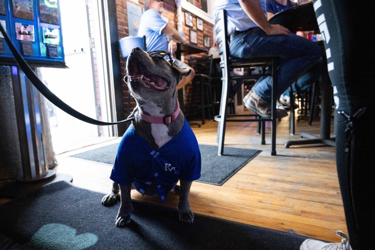 Royals fan Genny at the Blue Line in the River Market as the Royals face off vs. the Baltimore Orioles on Wednesday, Oct. 2, 2024. The Royals won the game 2-1 and advanced to play the New York Yankees.