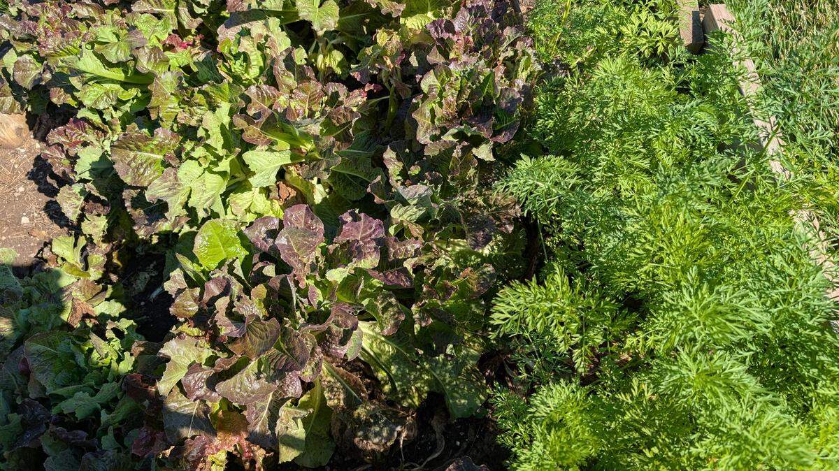 Invest in your garden beds now to ensure the best spring produce yields. 