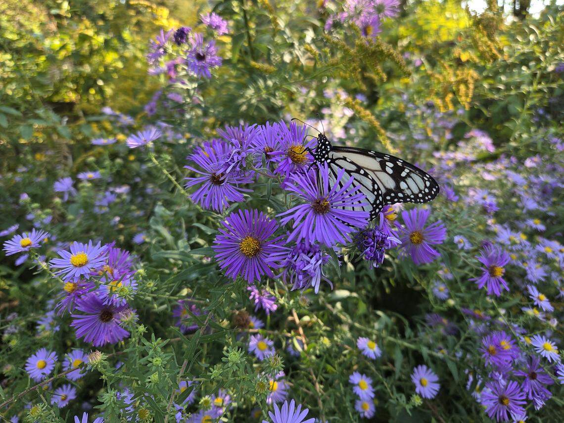 Amanda Gehin, an assistant natural history biologist with the Missouri Department of Conservation, spotted this rare white Monarch butterfly in her backyard in Kansas City Friday, Oct. 3.