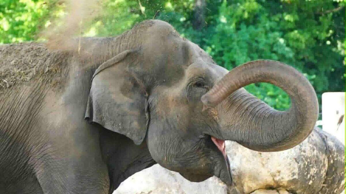 Cora, an Asian elephant who lived at the Topeka Zoo and Conservatory, has been euthanized at age 67 after a recent, rapid decline in her health, zoo officials said. Cora co-starred with Burt Reynolds in the 1980 hit comedy, “Smokey and the Bandit II.”