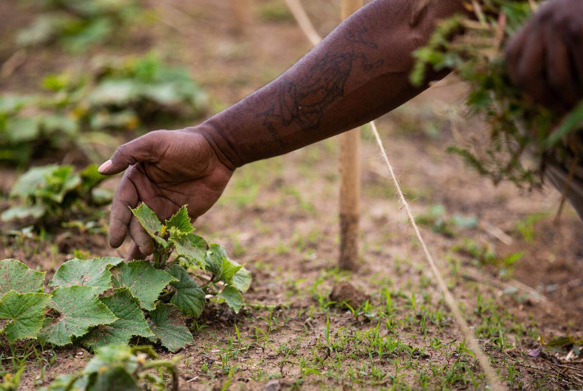Heru Urban Farms founder Tyrean Lewis examines a blossom on a cucumber plant while weeding at the farm in Florissant, Missouri.