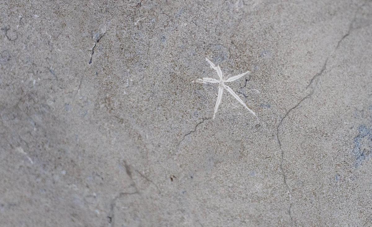 A fossil of a starfish remains etched in a slab of limestone at Phenix Marble Co.