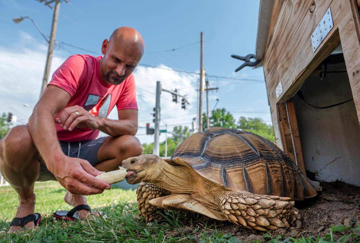 Bill Kalahurka of Brookside feeds his 7-year-old tortoise, Tyrion, half a banana to lure him out of his hut. The African spurred tortoise is well-known in Brookside for his impressive size.