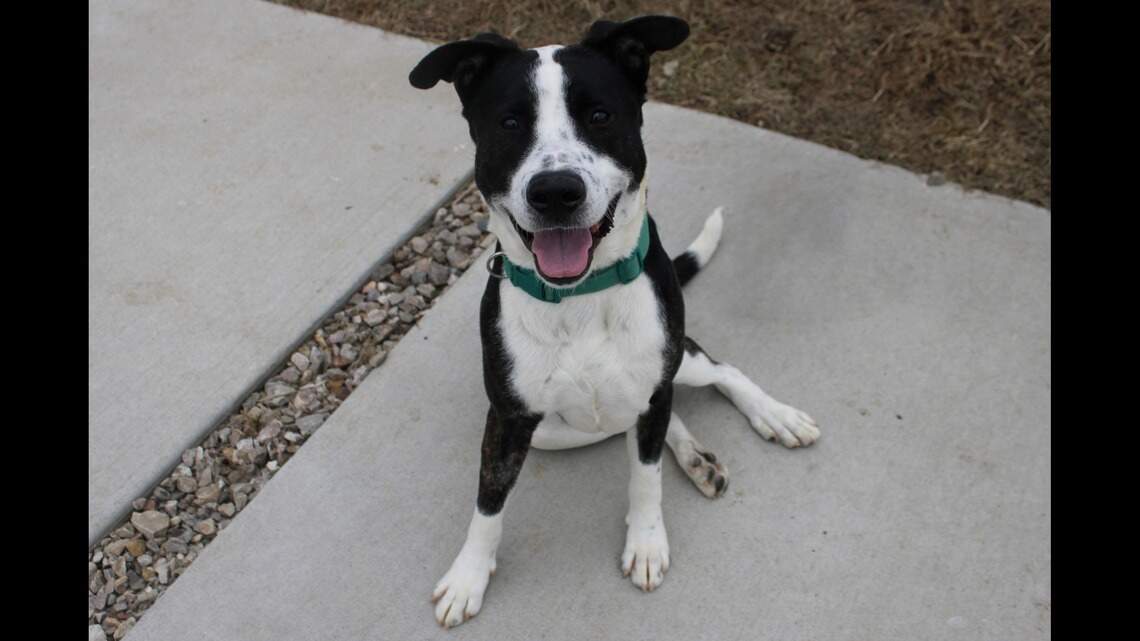 Up for a game of catch or other outdoor fun? Meet this happy-go-lucky pup at Wayside