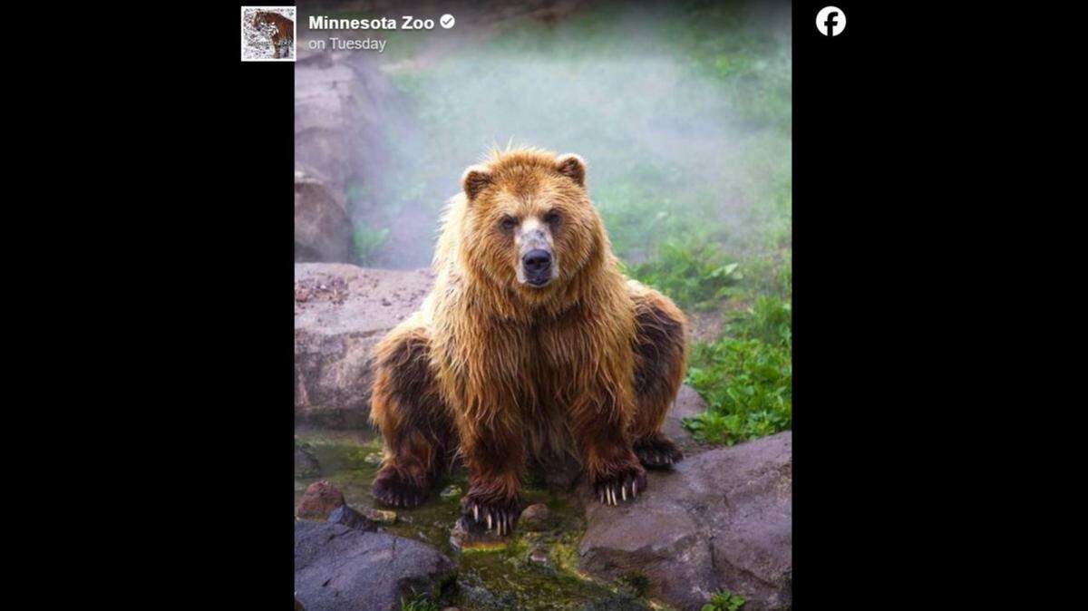 An orphaned brown bear at the Minnesota Zoo died at age 17, the zoo said. He had been rescued from Alaska in 2006. 