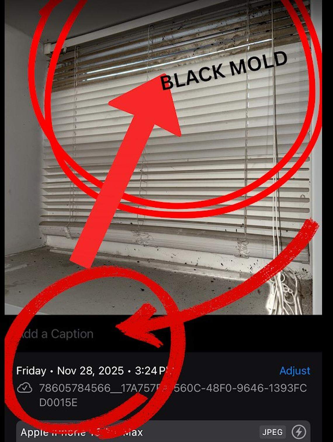 Rebecca King in Overland Park documented the problems she found, including mold and dead bugs, that she found inside the home that she and her mother rented in Kansas City to hold their family’s Thanksgiving.