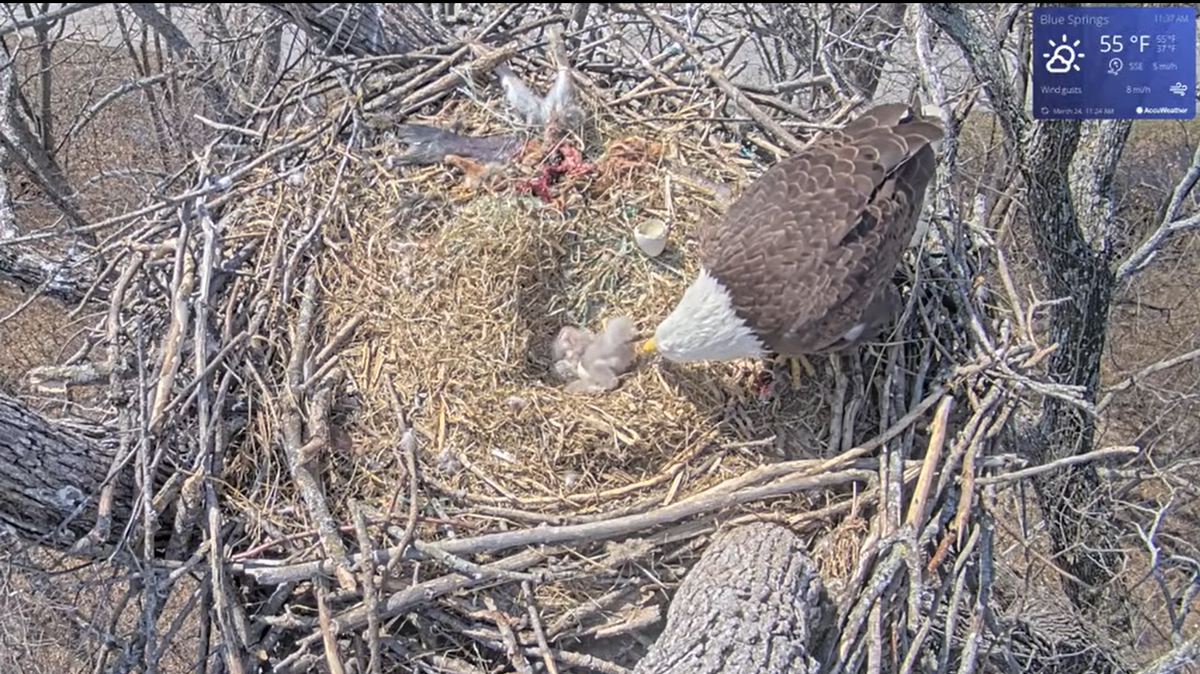 A bald eagle in Blue Springs can be seen feeding its eaglets after they hatched.