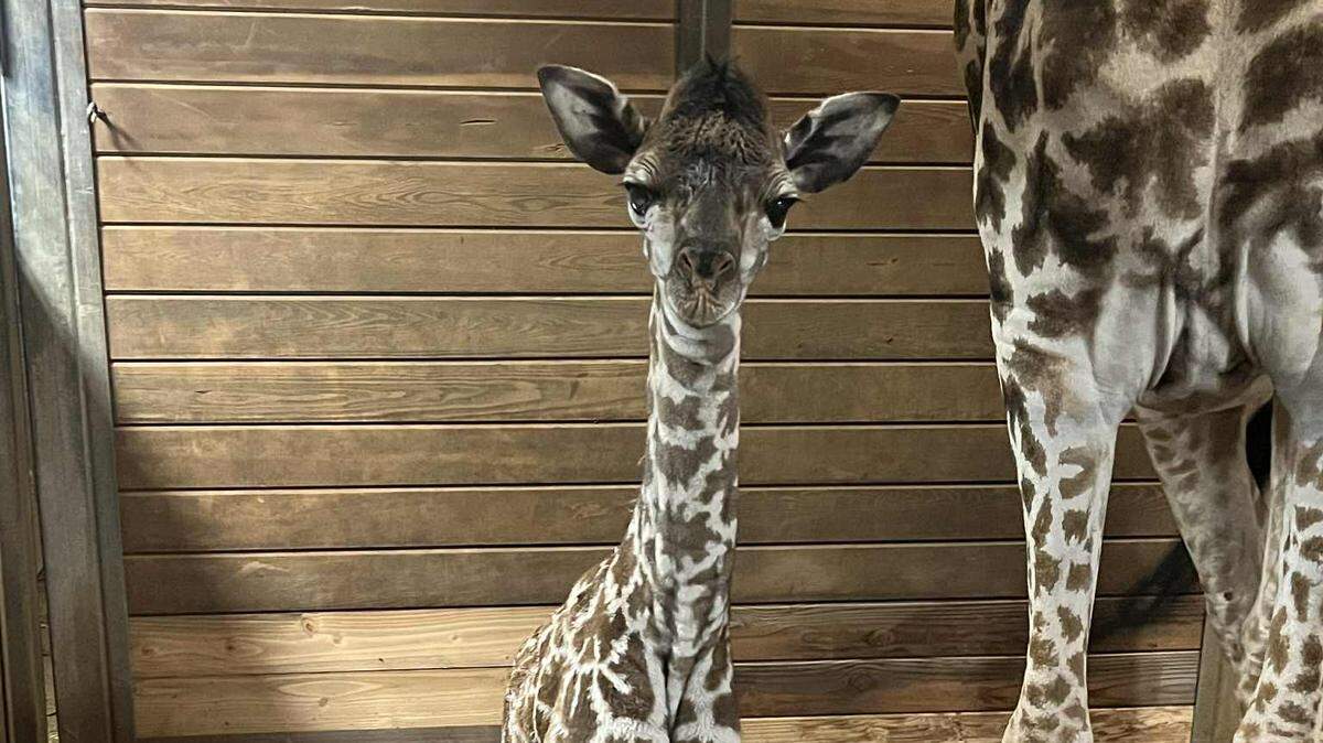 The Kansas City Zoo & Aquarium welcomed a new baby giraffe into its herd after first time mom Chandy gave birth to a baby boy on Nov. 4. The zoo is asking the public to vote for the calf’s name.