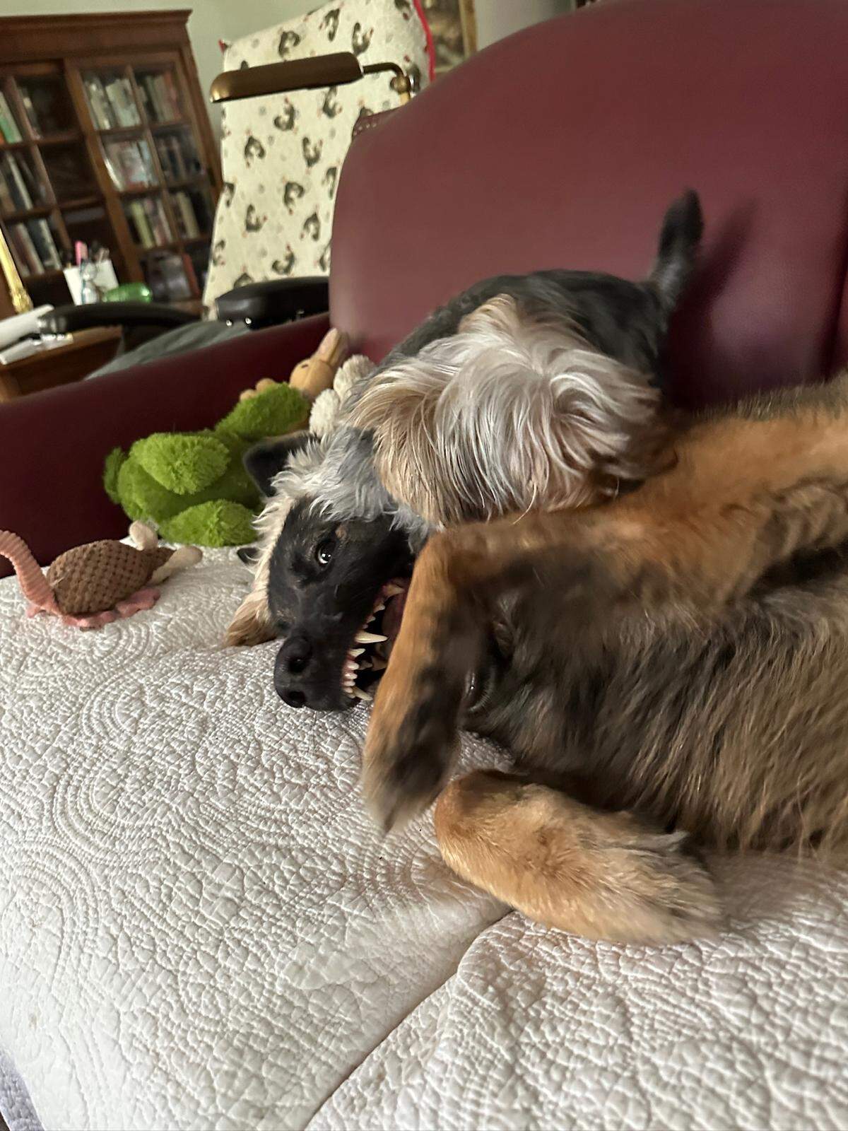 Teddy plays with one of his many canine housemates.