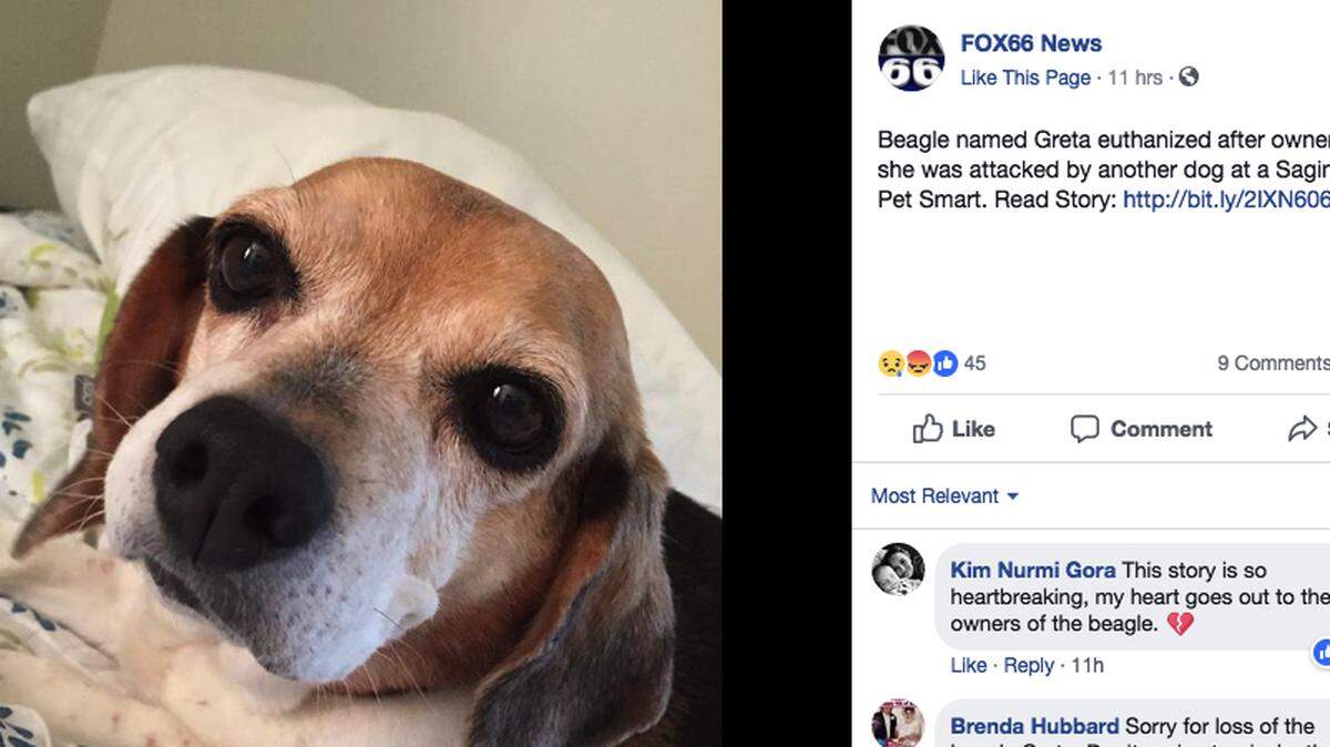 Michigan authorities say a pit bull attacked a beagle outside a PetSmart in Saginaw Township on Tuesday. The pit bull's owner was unable to break up the fight, and the beagle, named Greta, had to be put down because it was wounded so badly.