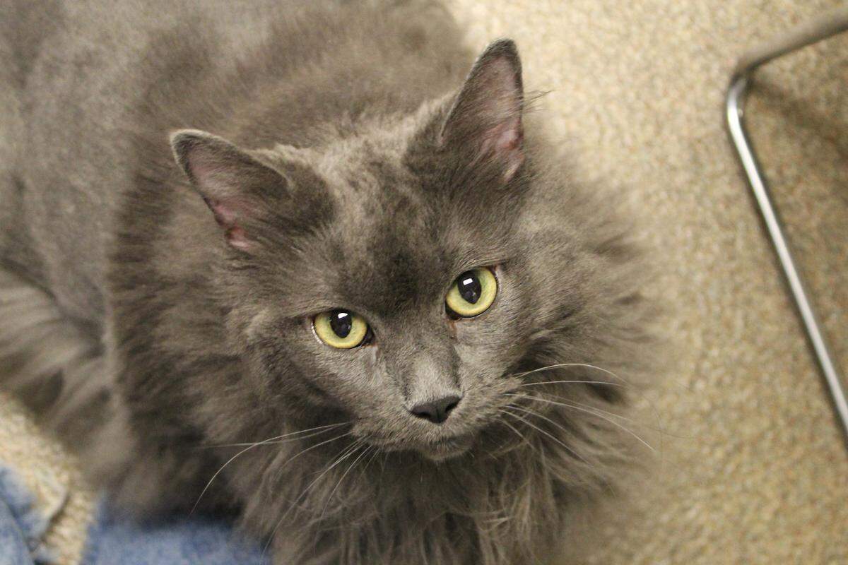 Princess is a 7-year-old cat looking for a home at Wayside Waifs.
