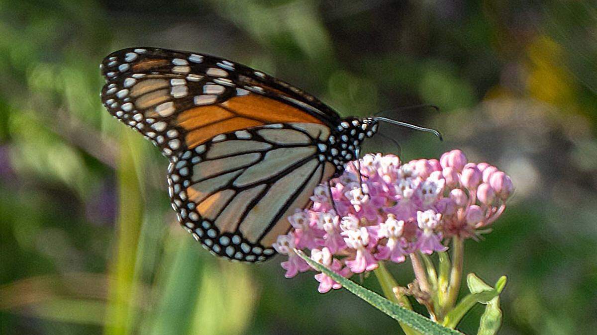 A monarch butterfly settles on swamp milkweed.